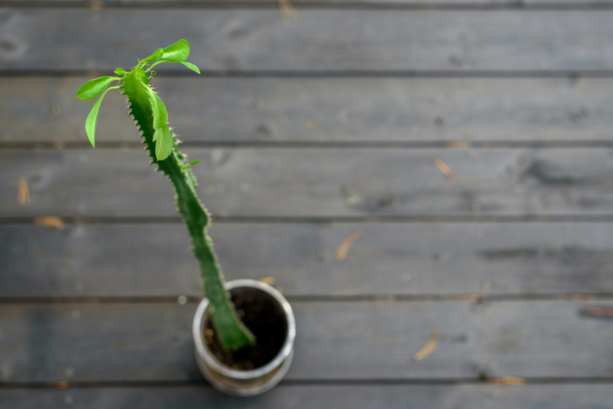 Houseplant Euphorbia trigona with leaves on top