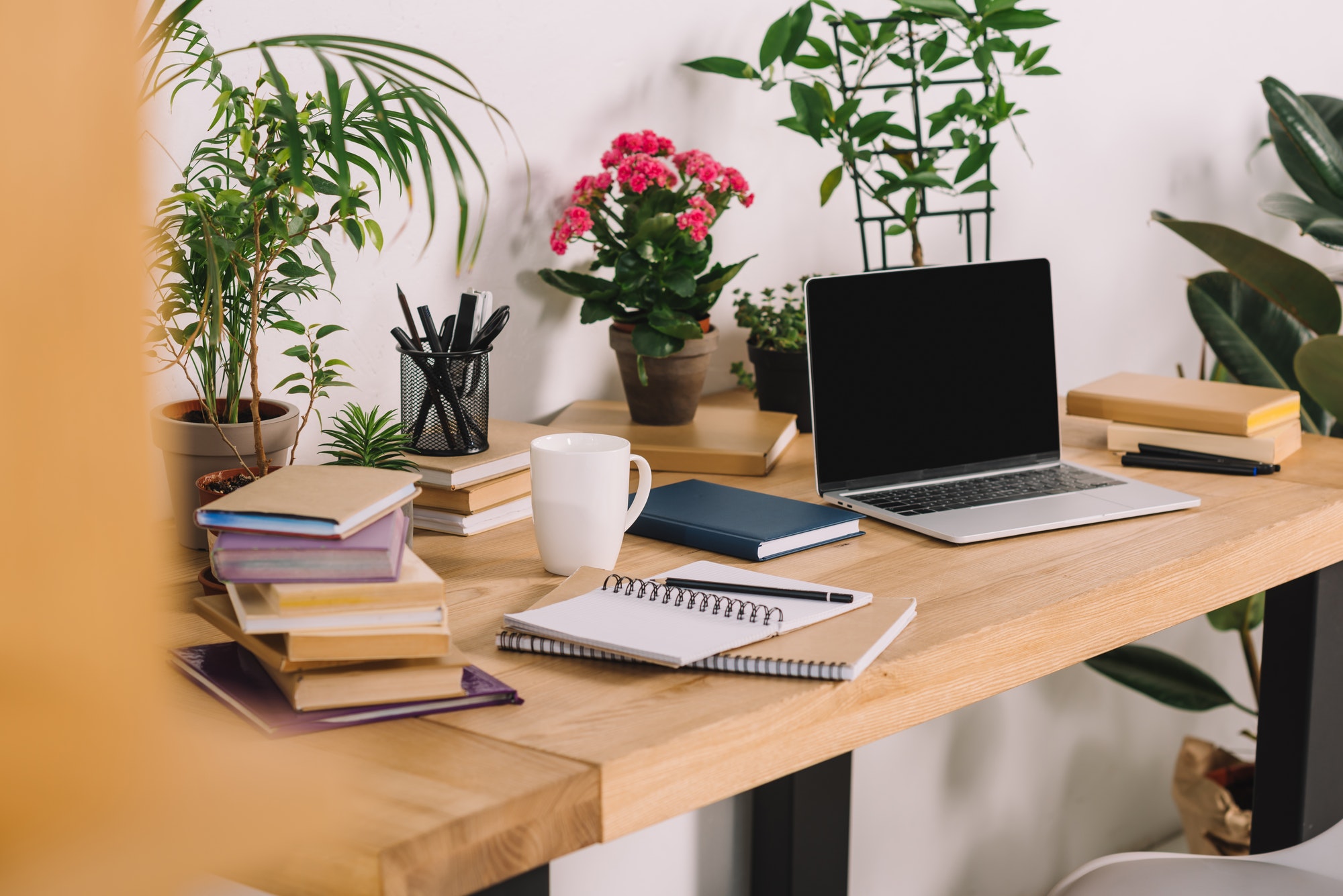 laptop on wooden table with potted plants in office