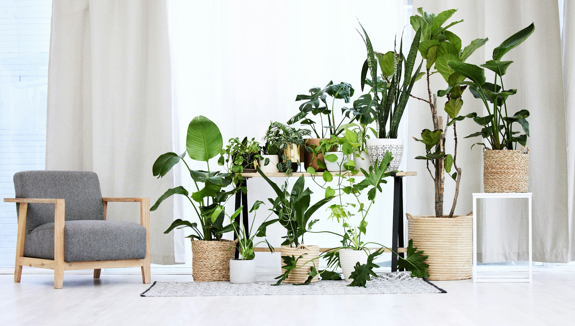 Living room, interior garden and plants for interior design, nature and healthy home with modern so