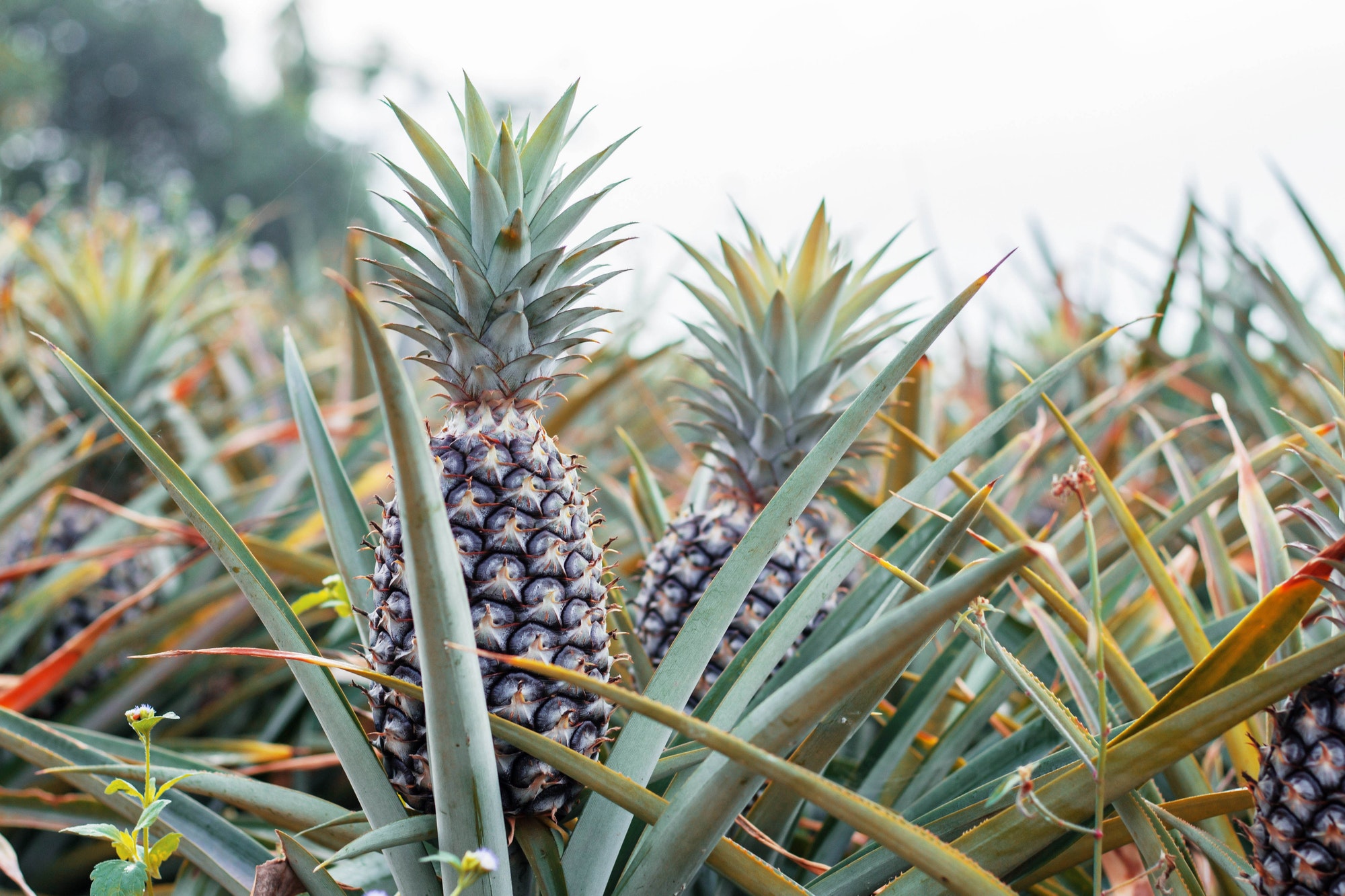 Pineapple growing at sky