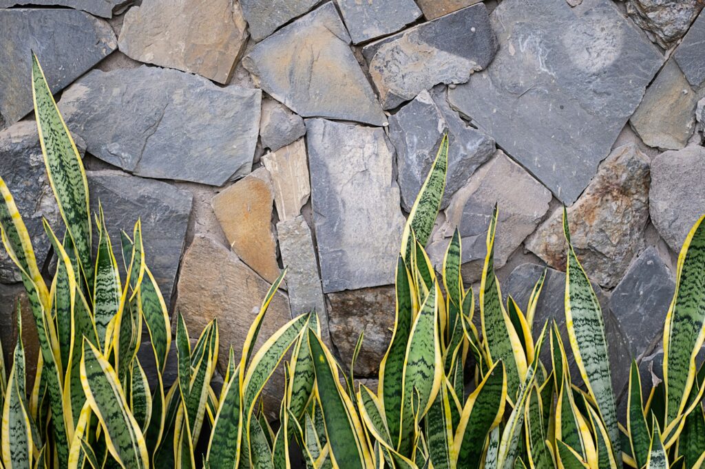 Sansevieria snake plant leaves against rocky wall, copy space.
