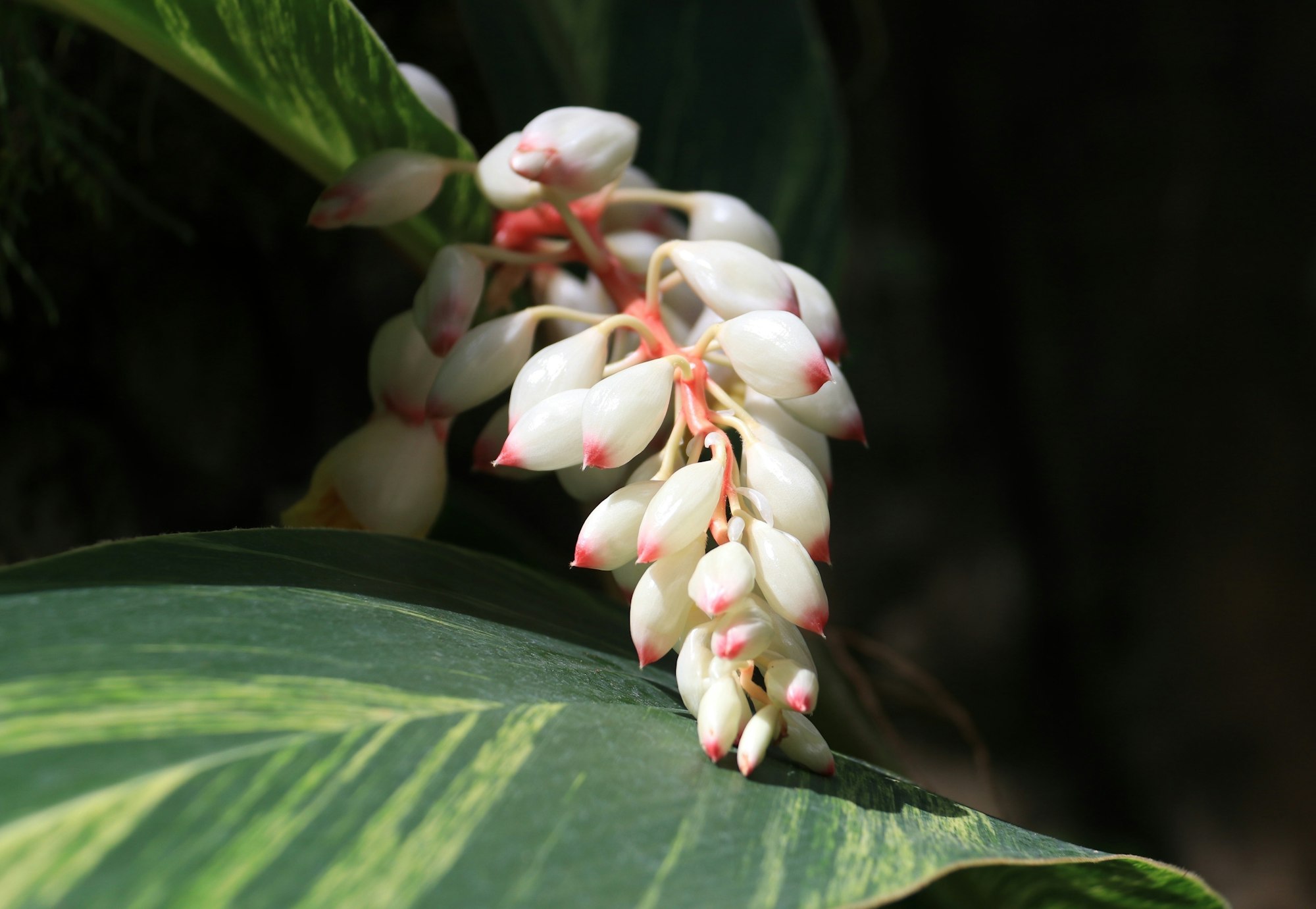 Shell Ginger (Alpinia zerumbet)