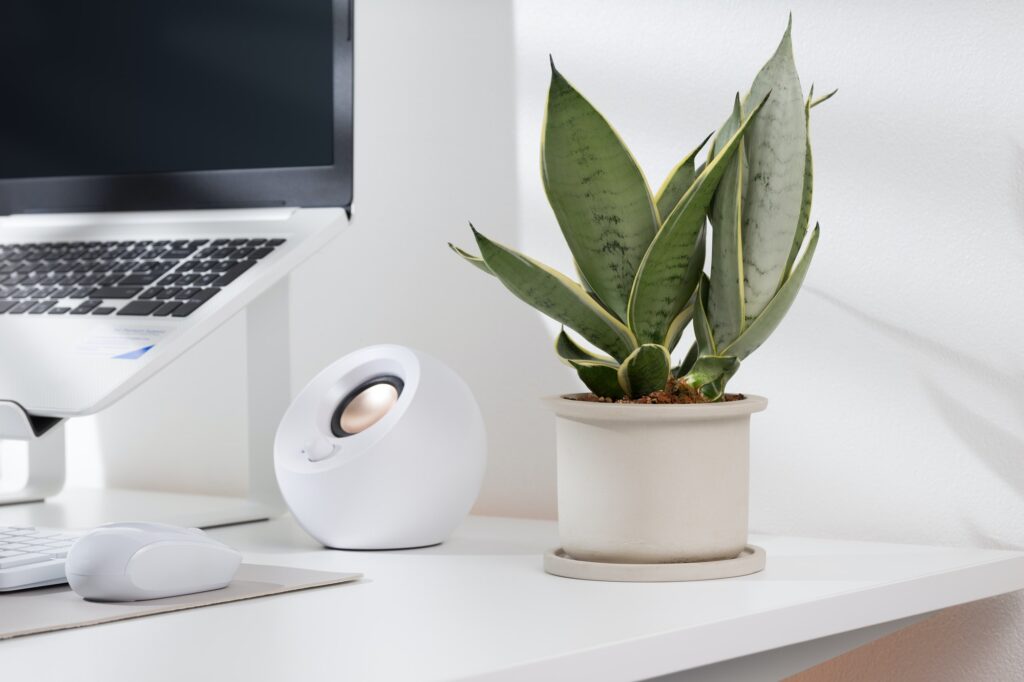 Snake plant dwarf varieties.