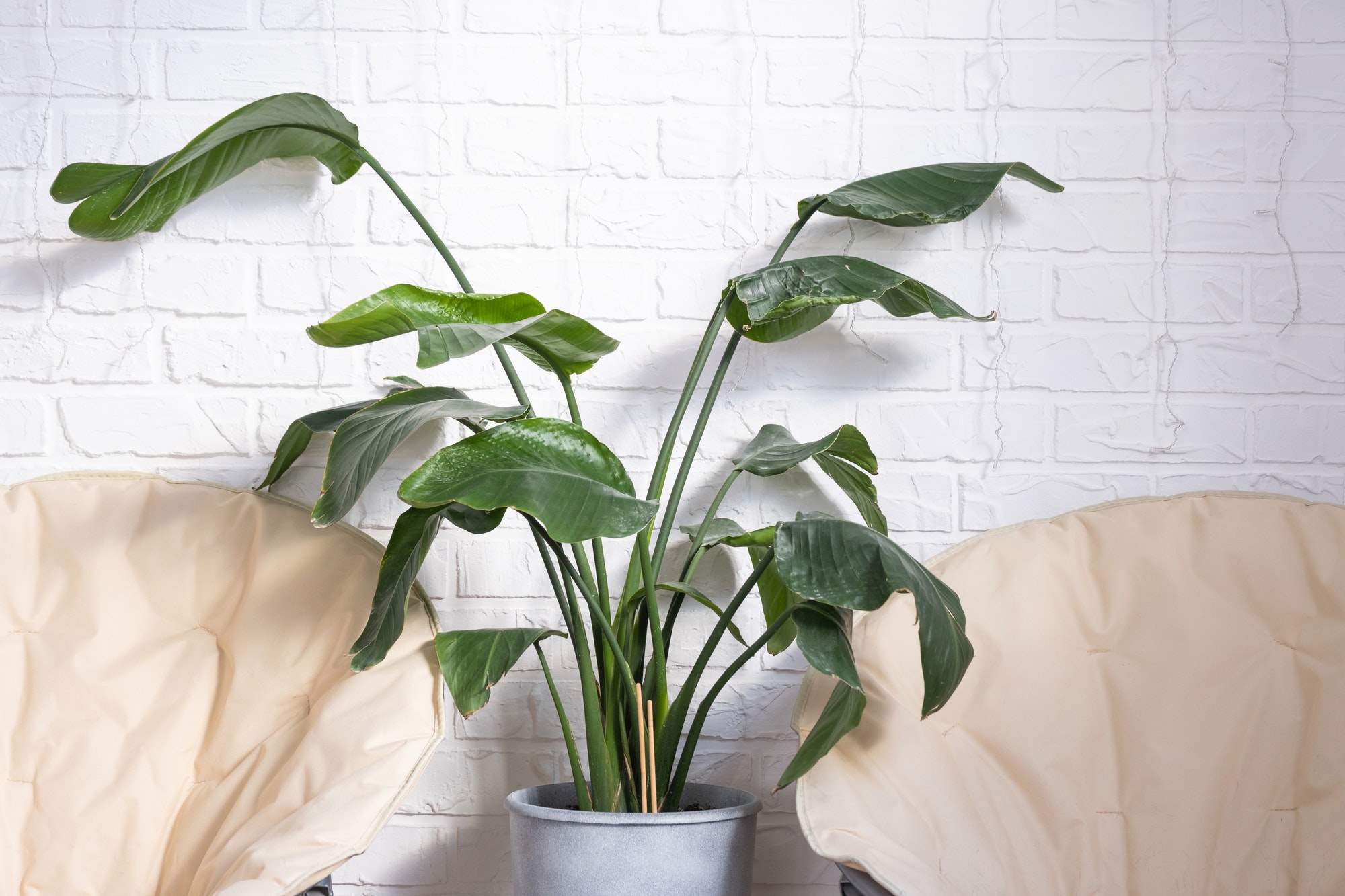 Strelitzia nicolai in the interior on the background of a white brick wall.