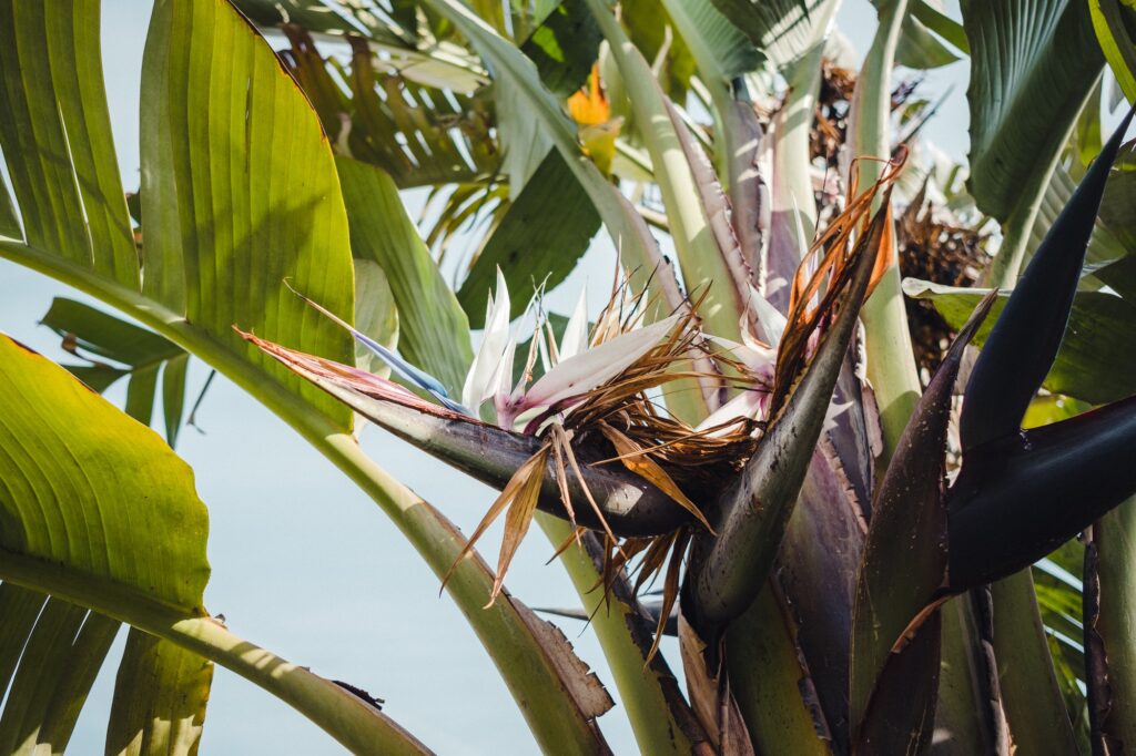 White Bird of Paradise Flower
