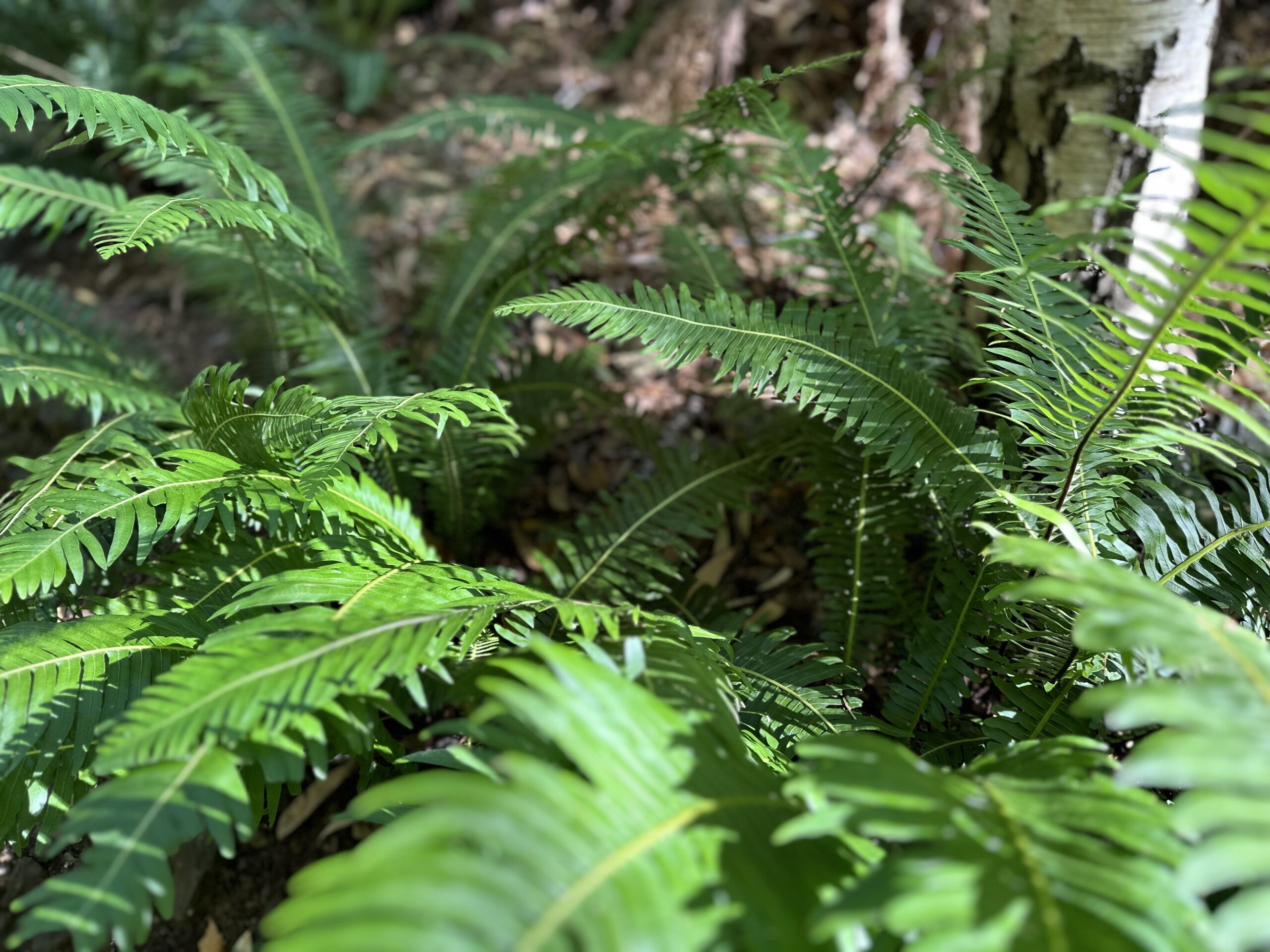 Mount Lofty Botanic Garden by Markus Hamence