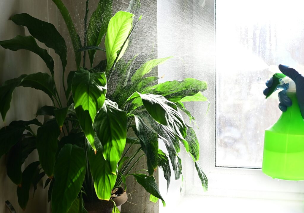 cleaning, housework, cleanliness, house order, indoor plants, flower spraying, water, plant fertiliz