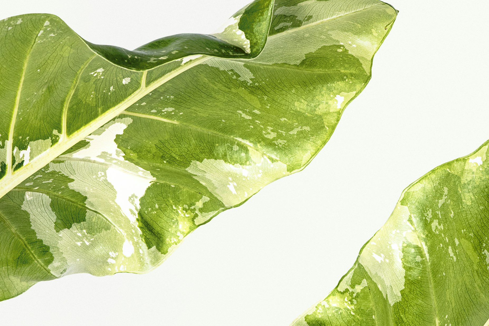 Close up of Alocasia leaves on white background