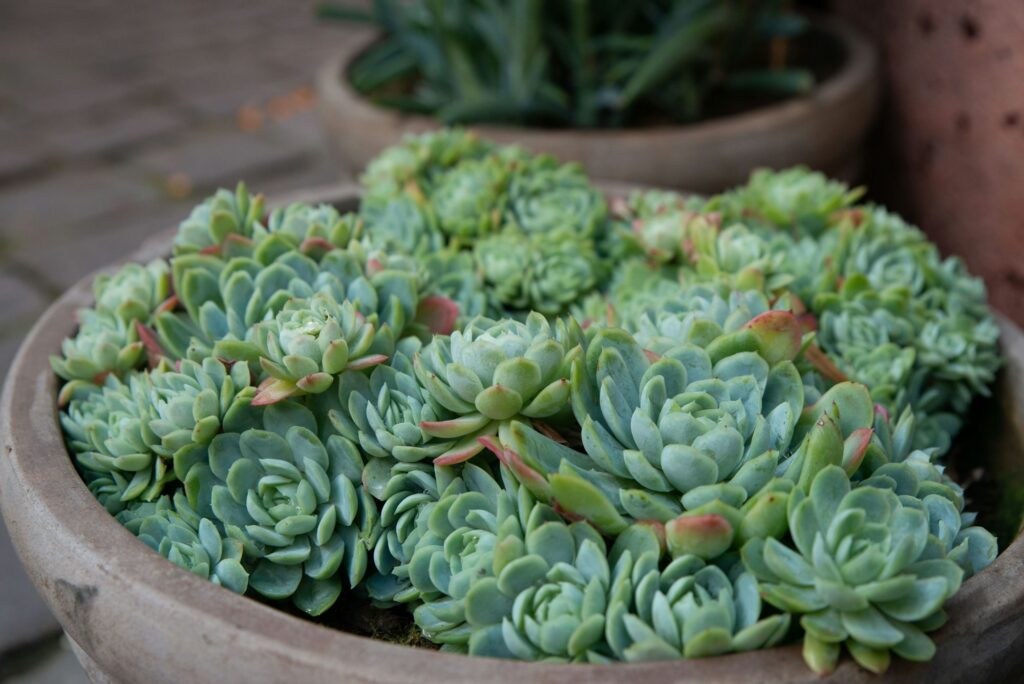 Closeup of cute green Echeveria elegans succulent plants in clay pot