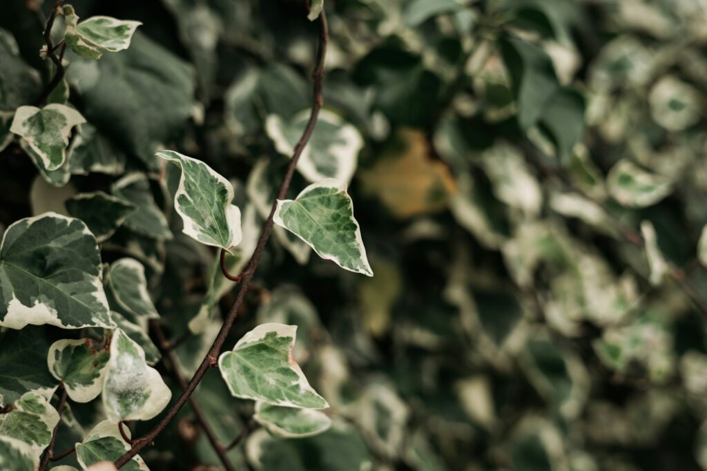 detail of wild climbing plants