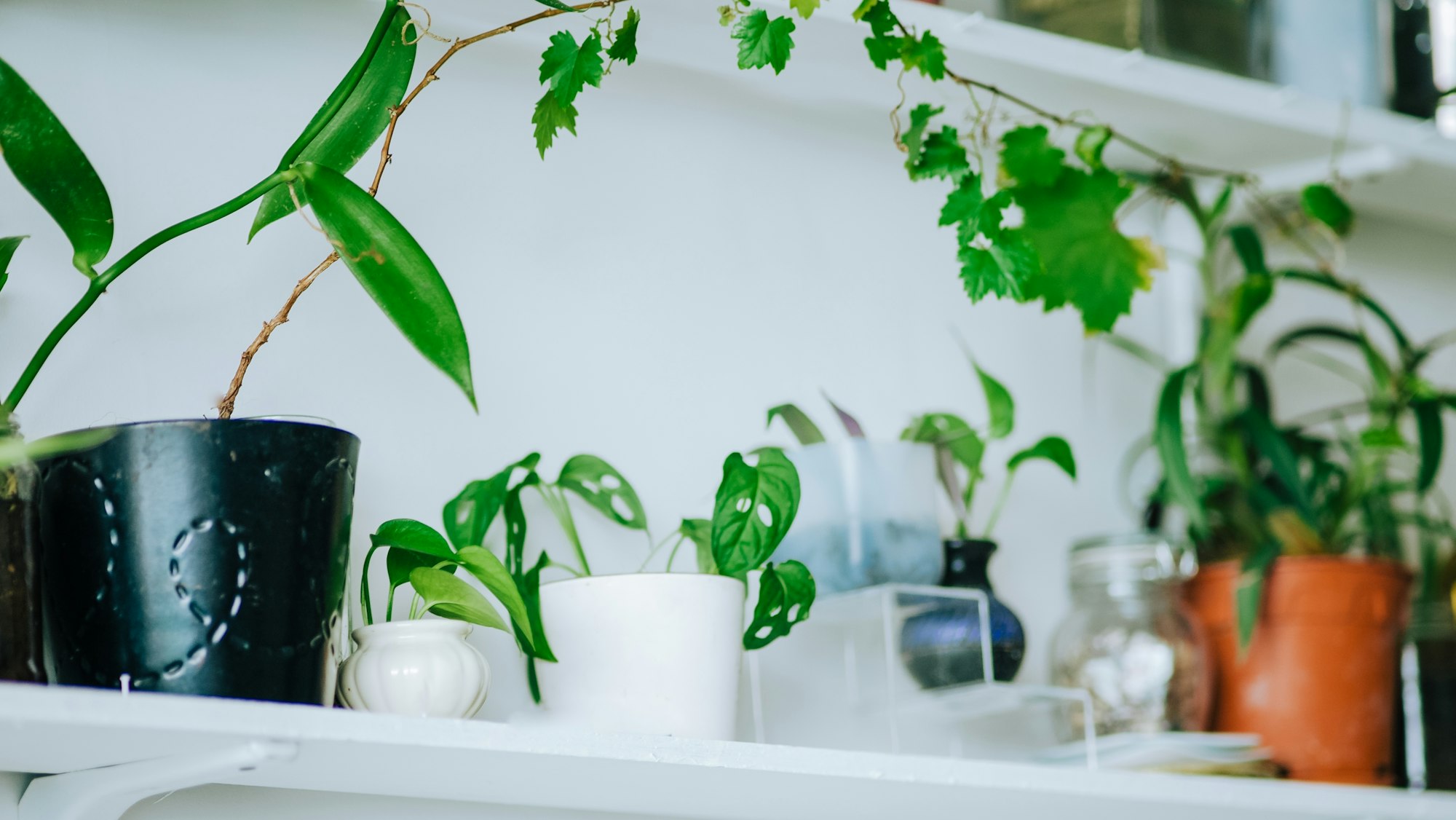 green indoor plants in pots on the white shelves