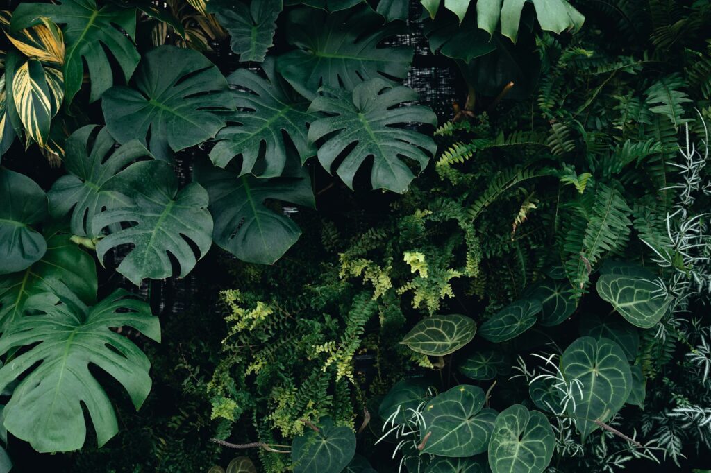 Green leaf texture,tropical leaf texture and dark leaf background