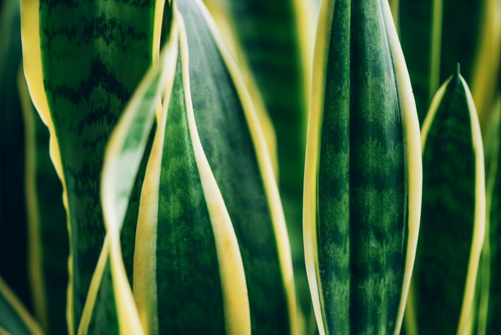 Green succulent plant. Macro of leaves of Sansevieria trifasciata, Snake Plant. Tropical background