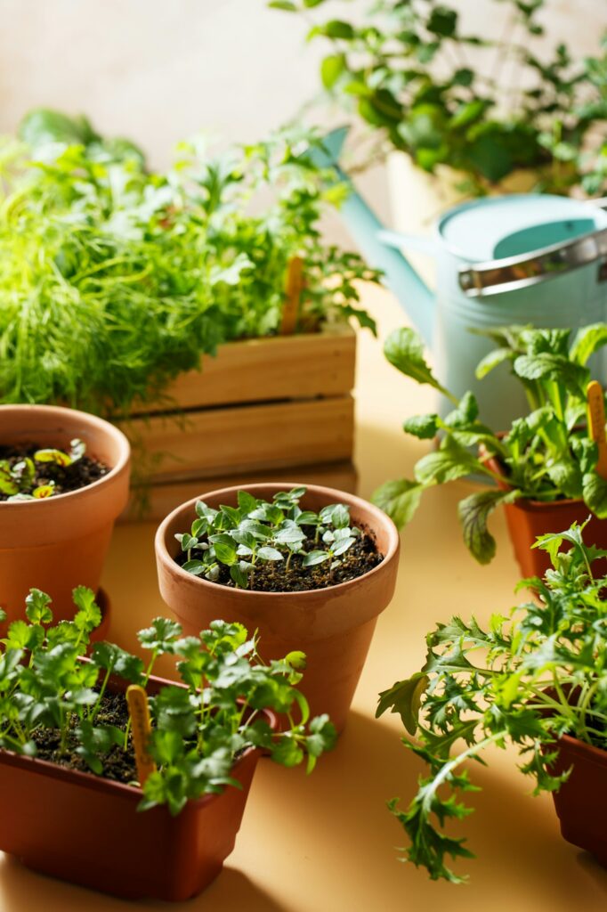Home growing edible greens and aromatic herbs