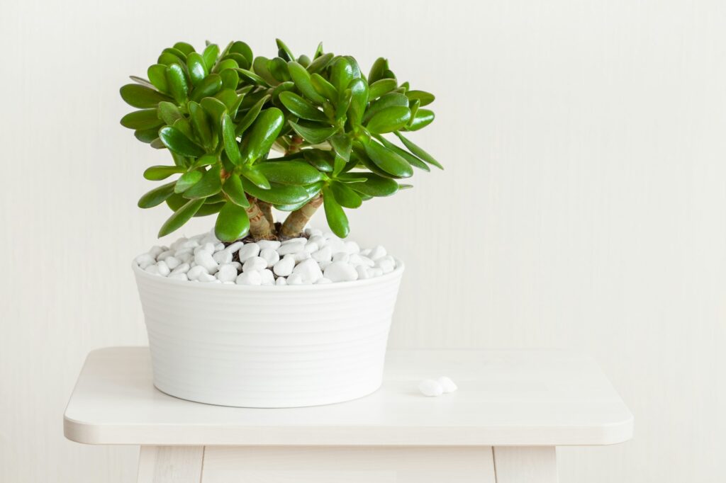 houseplant Crassula ovata jade plant money tree in white pot