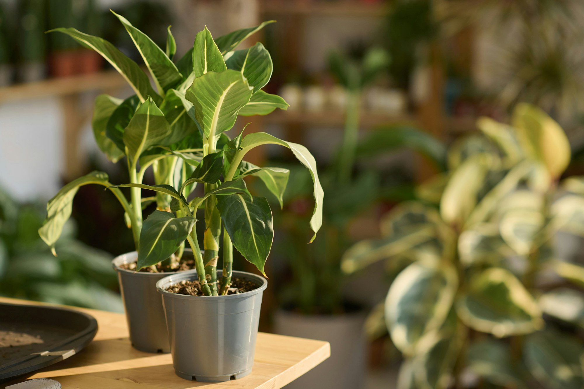 Houseplants On Table In Plant Shop