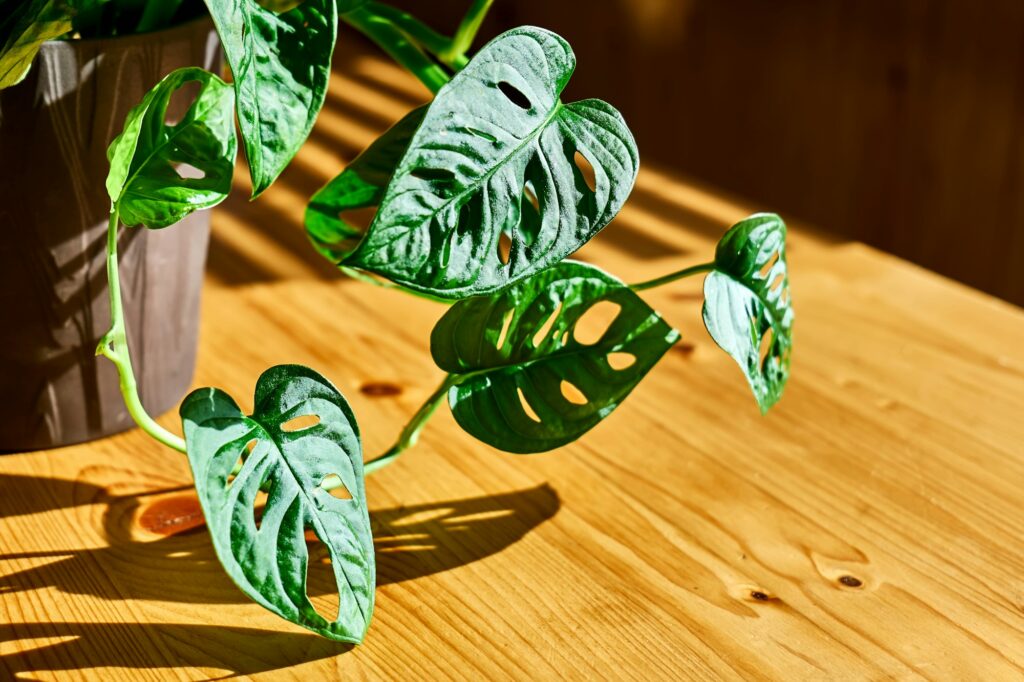 Monstera Monkey Mask, Obliqua or Adansonii in flower pot on wooden table near the window.