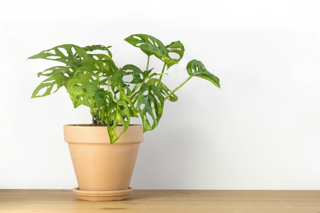 Monstera Monkey Mask or obliqua or Adansonii in a clay terracotta flower pot stands