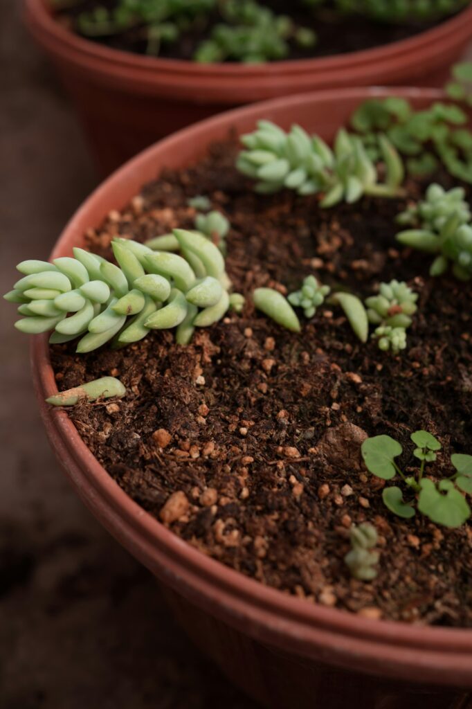 sedum morganianum