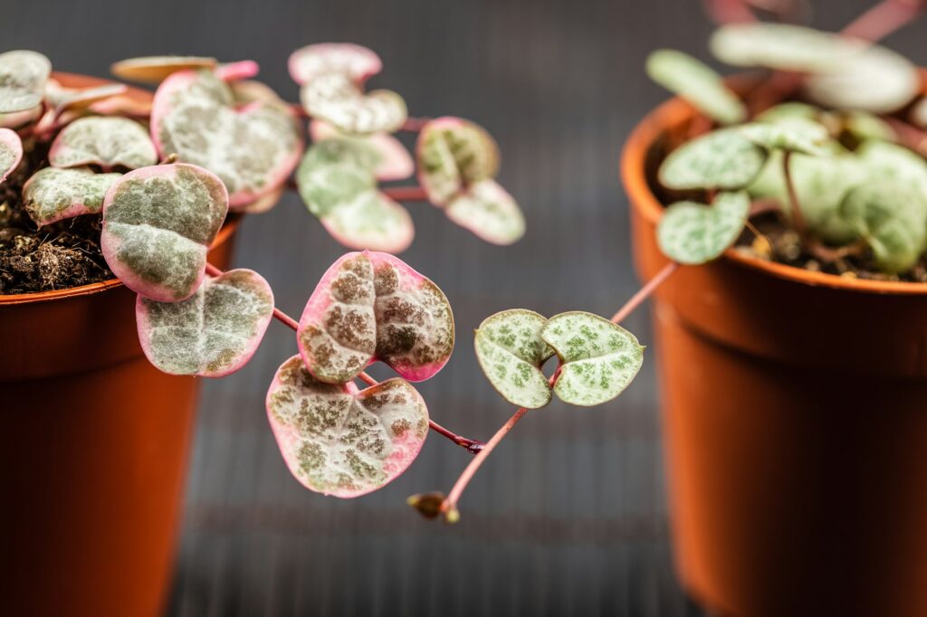 String of hearts young ceropegia plant in a pot