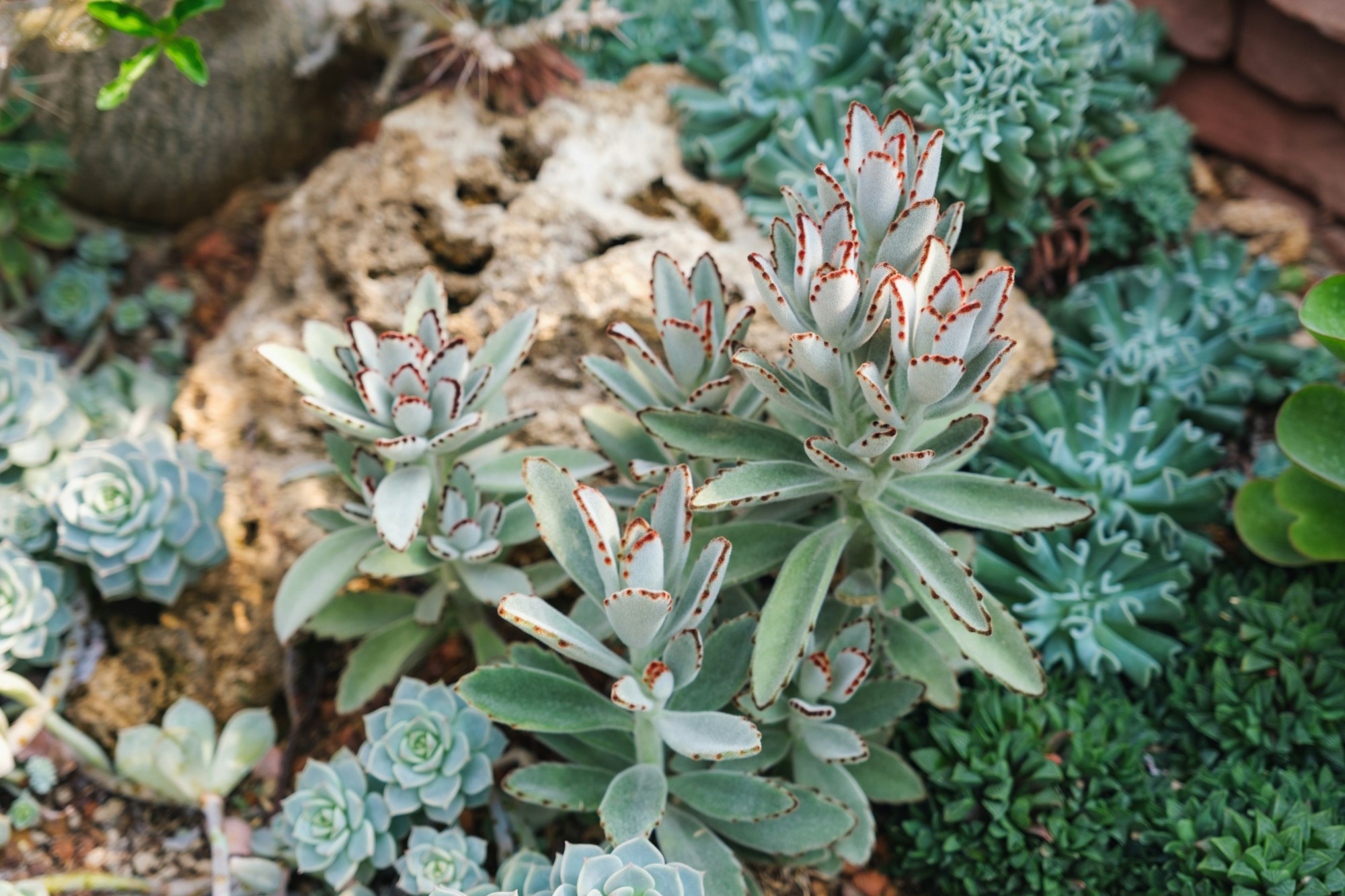 Succulents plants in botanic garden