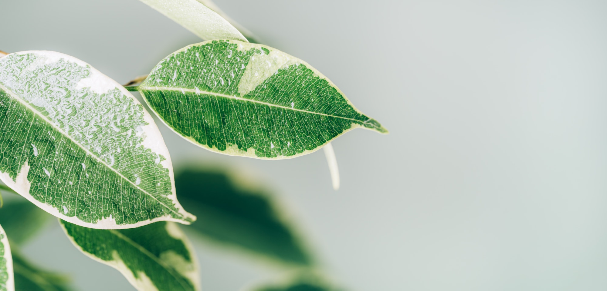 Variegated leaves close-up with raindrops long banner