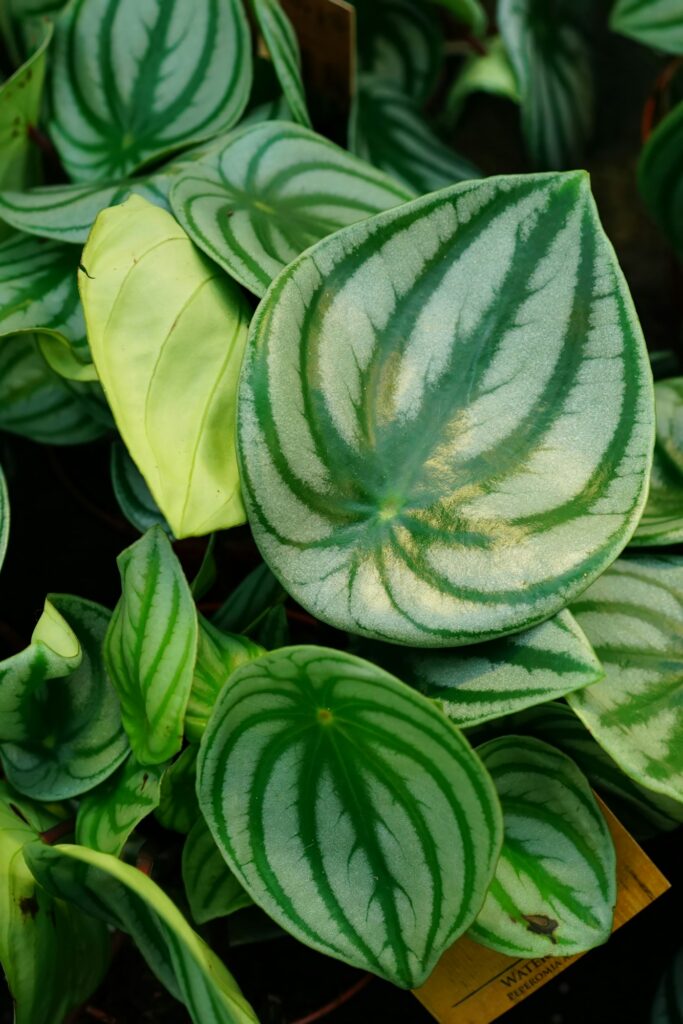 Vertical closeup on the textured decorative leaf of the Watermelon begonia, Peperomia argyreia