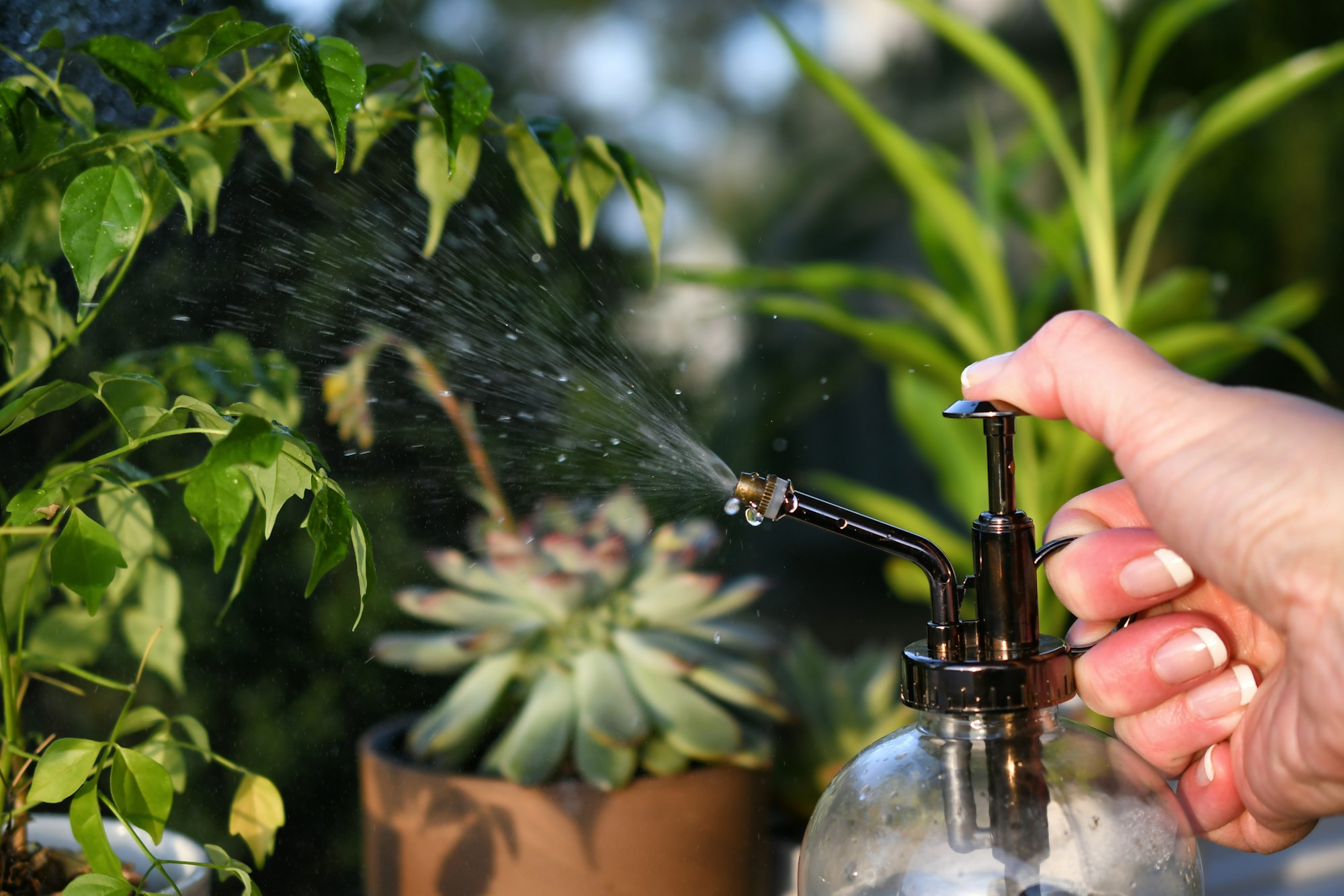 Woman misting houseplants growing indoors on a windowsill during evening golden hour lighting.