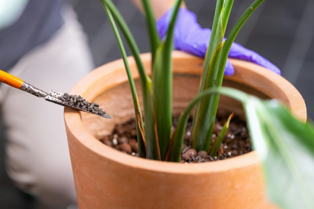 Applying a fertilize potted plant of bird of paradise flower