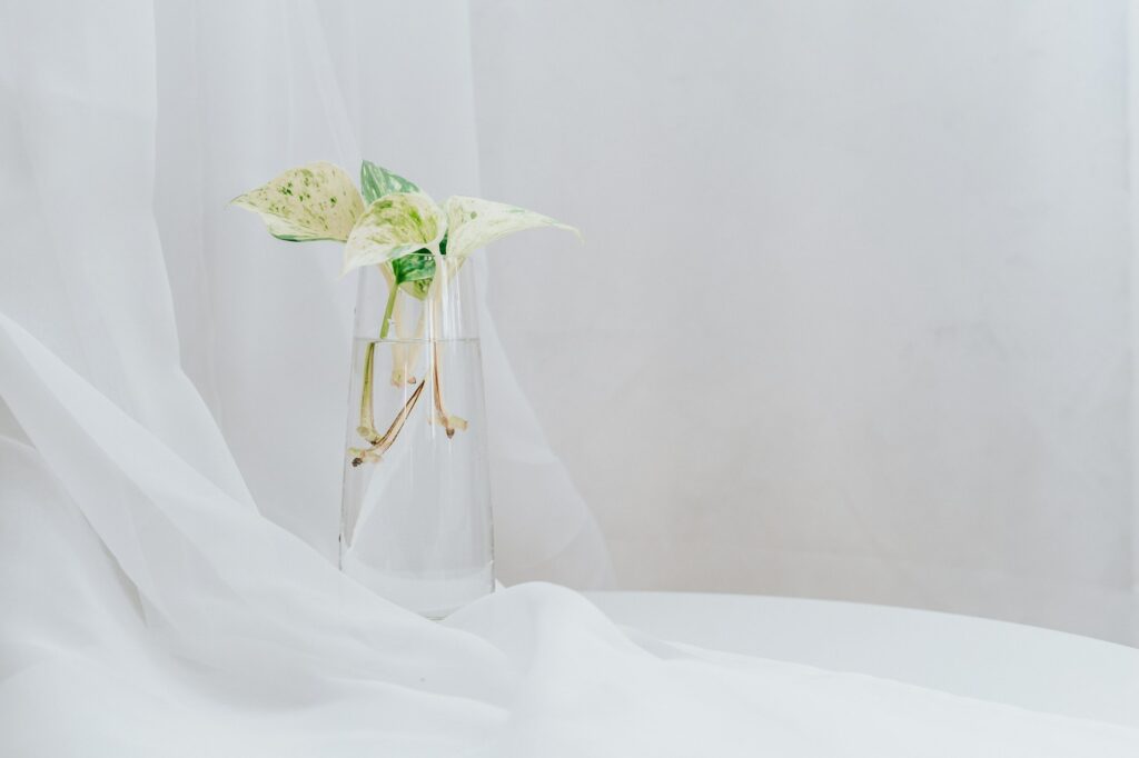 Golden pothos in vase.