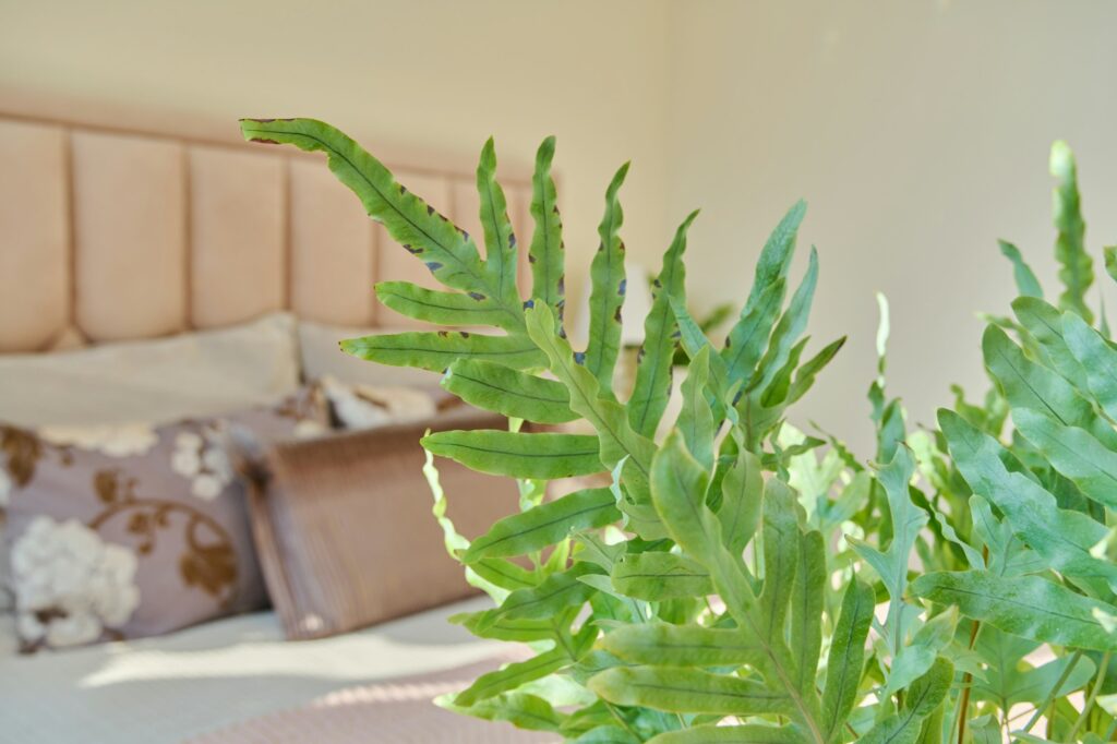 Green indoor plants in home interior, close-up of plant leaves