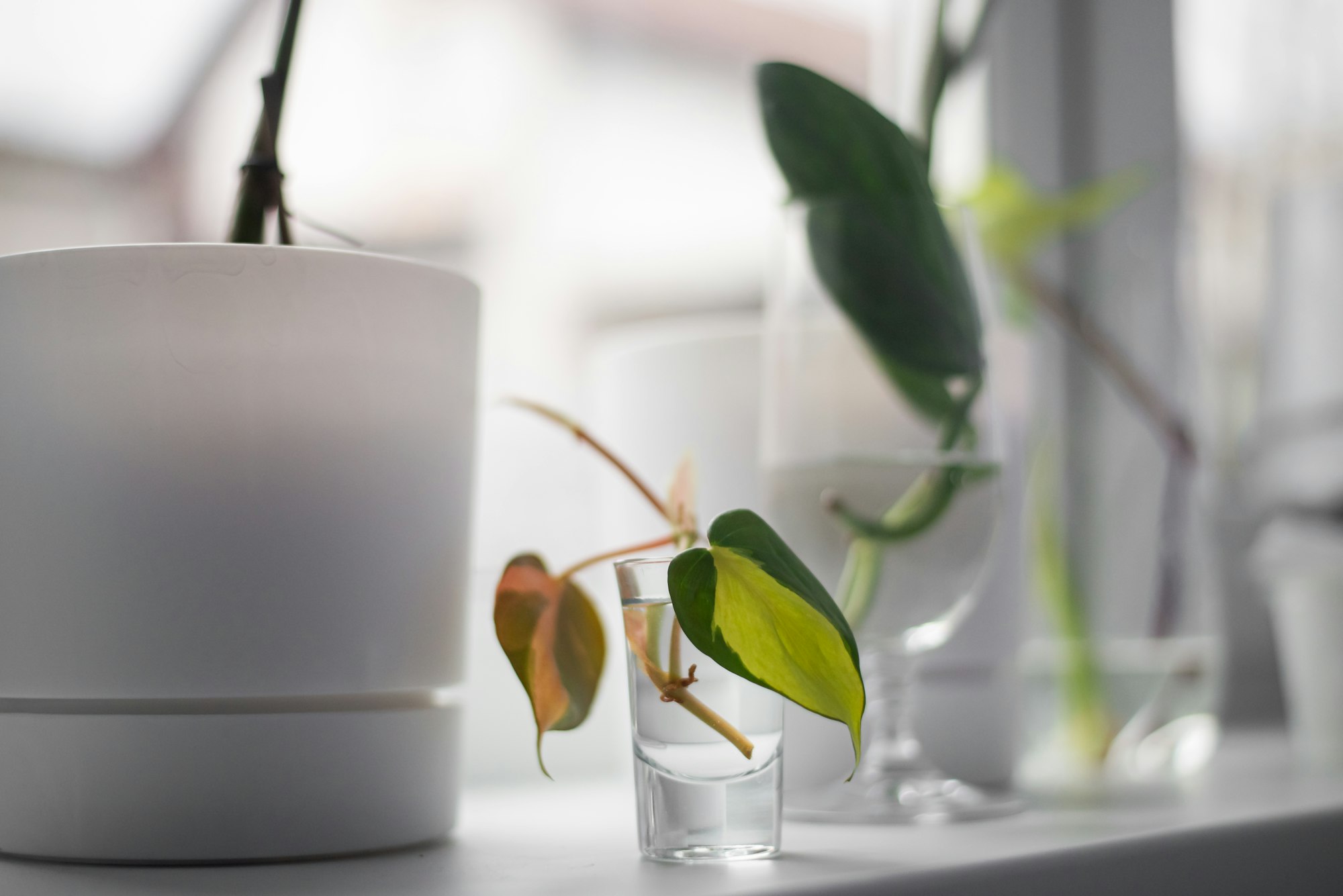the process of rooting a plant in water