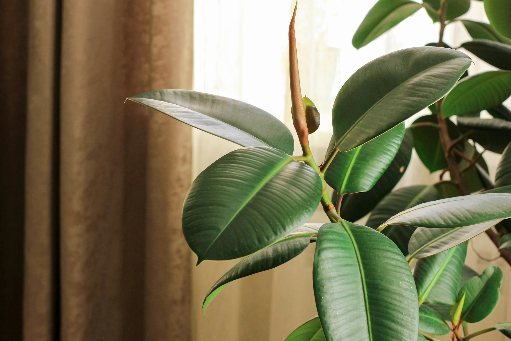 Ficus elastic plant rubber tree in a flower pot by the window with brown curtains. Selective focus.