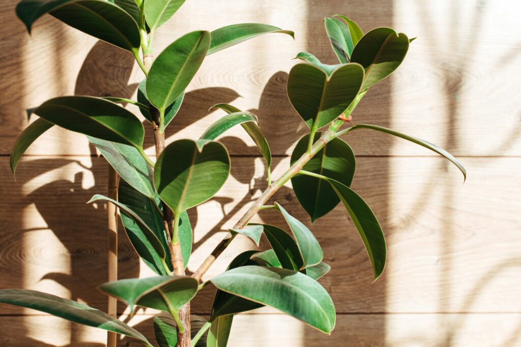 ficus leaves close-up on a wooden background