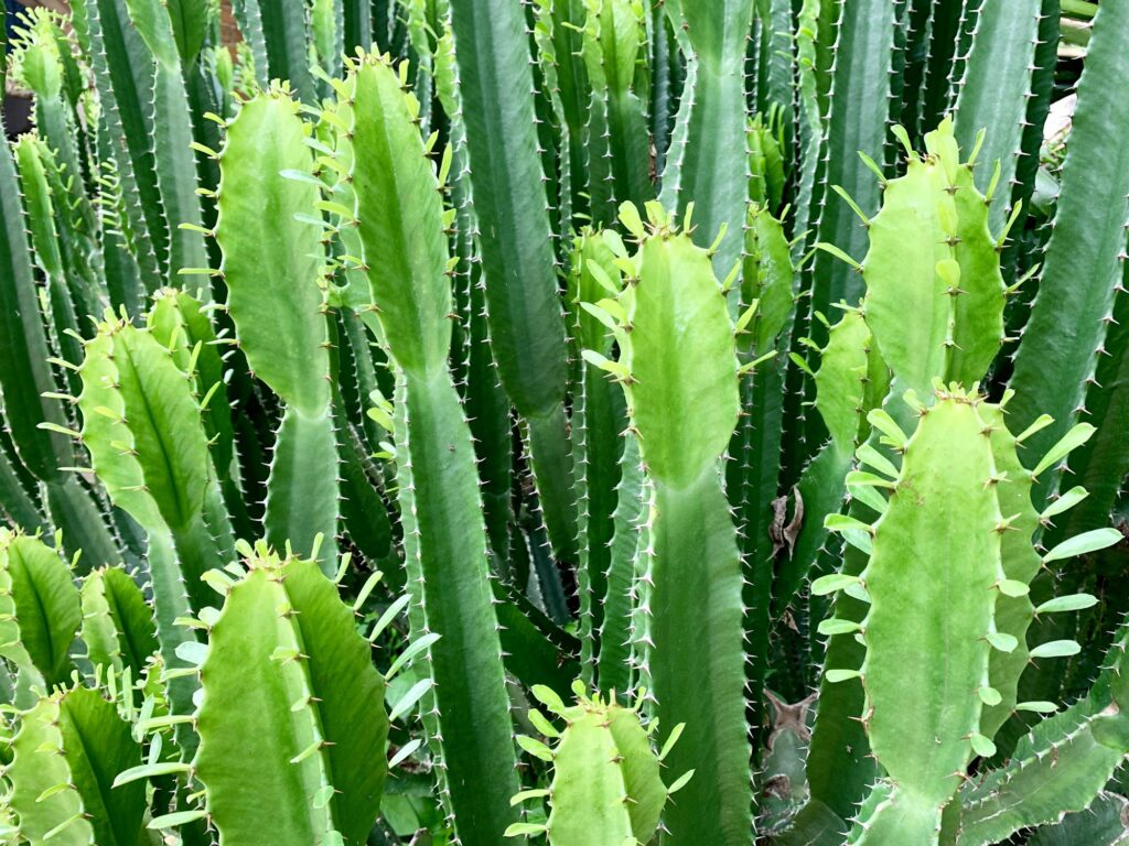 Cactus