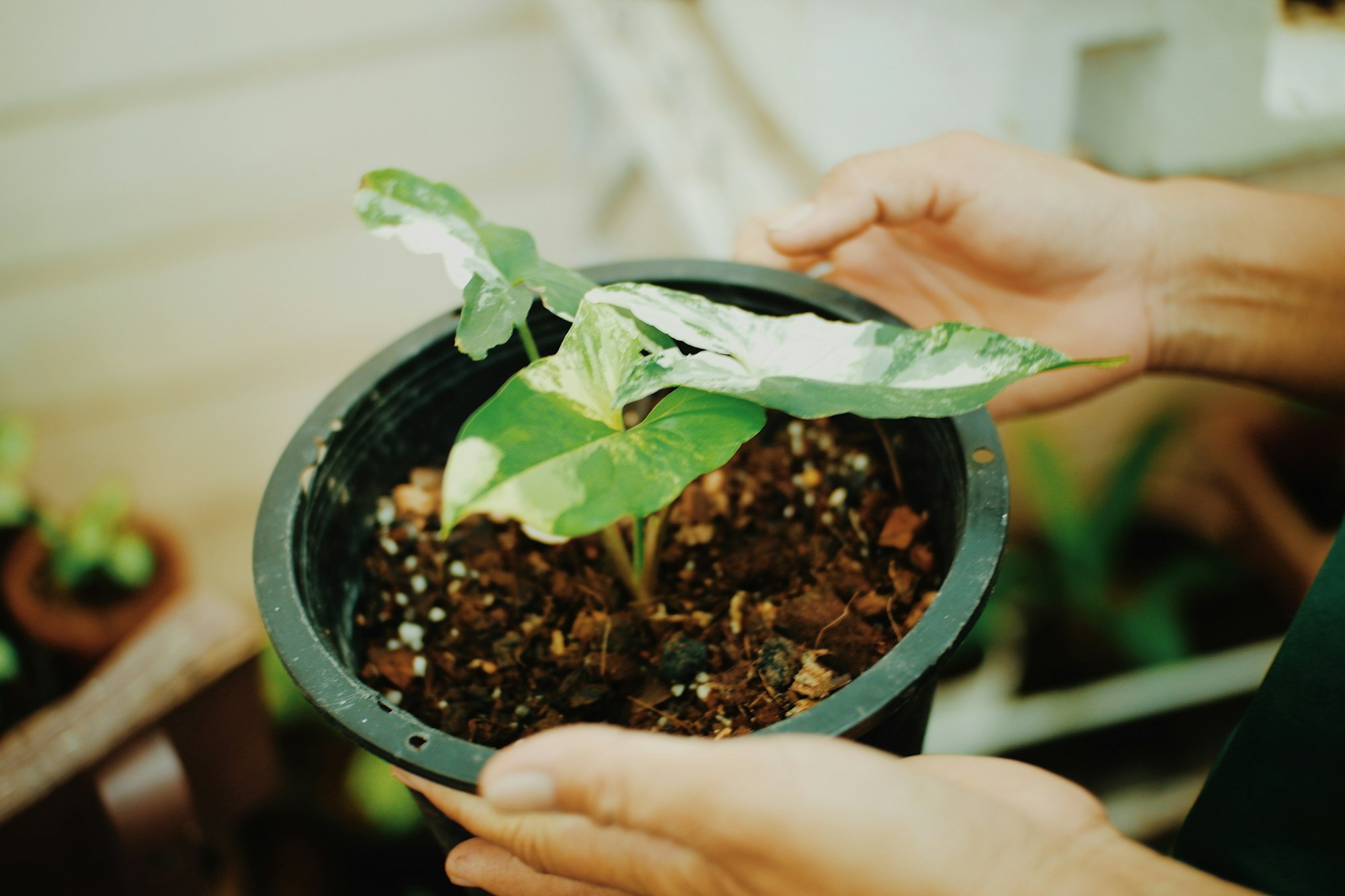 Syngonium Podophyllum is variegated plant white and green color in the pot.